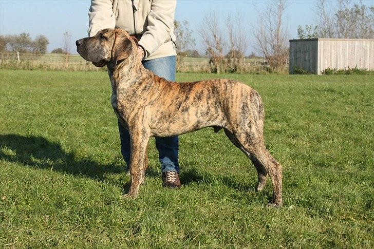 Grand danois Alcapone - Alcapone til ringtræning okt.2011 billede 17