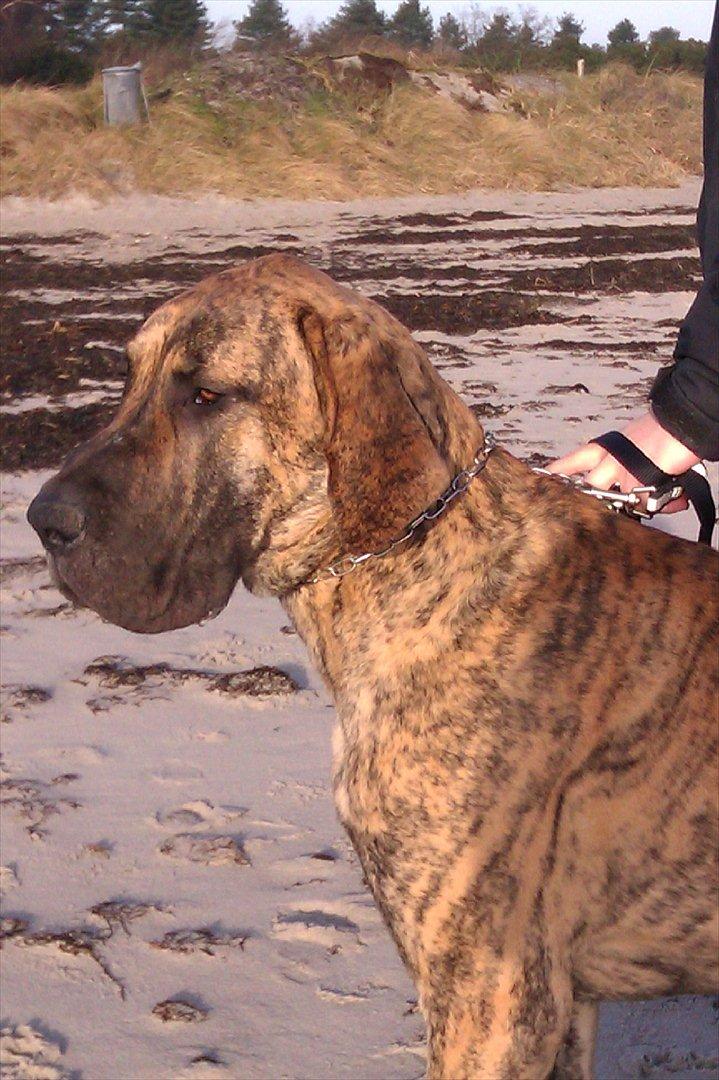 Grand danois Alcapone - Så er vi på nytårstur med grand danois klubben. billede 18