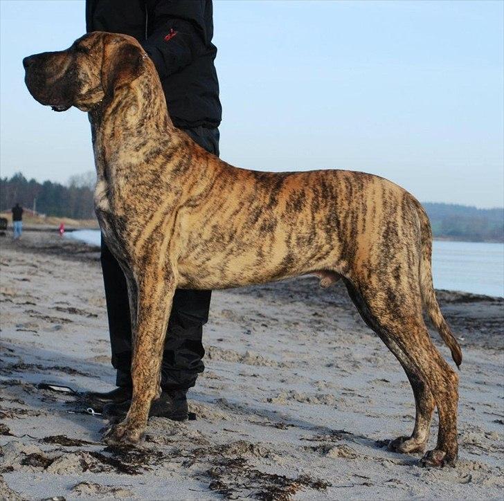 Grand danois Alcapone - 31/12-11 Nytårstur ved stranden. En kanon lækker Alcapone<3 billede 1