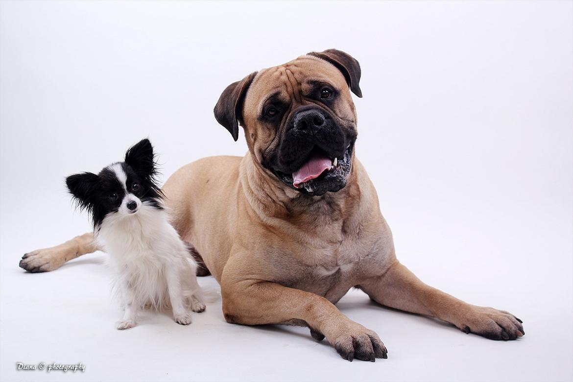 Papillon  Tjika billede 18