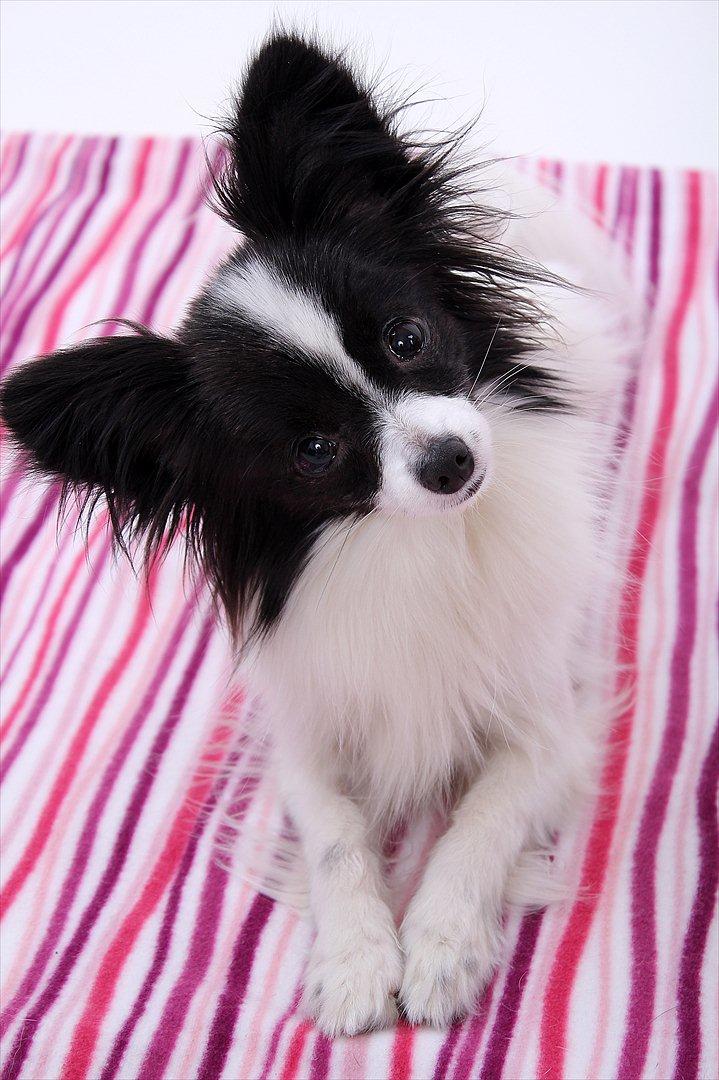 Papillon  Tjika billede 1