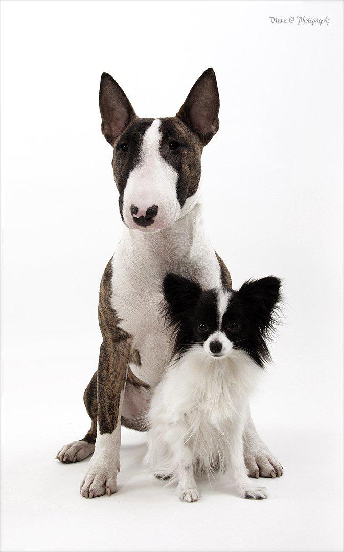 Papillon  Tjika billede 19