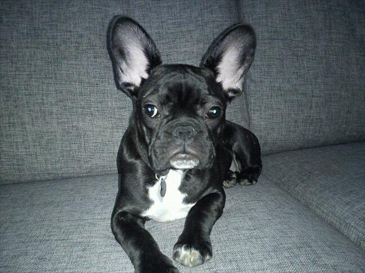 Fransk bulldog Bella billede 1