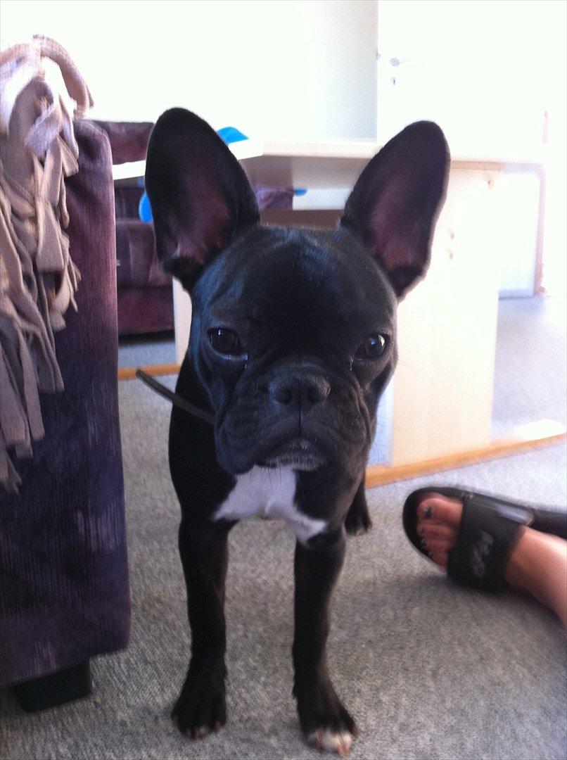 Fransk bulldog Bella billede 17