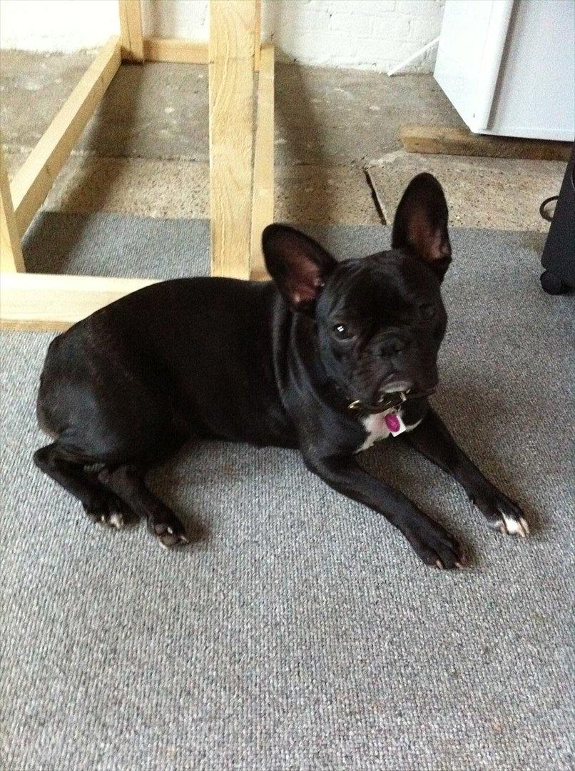 Fransk bulldog Bella billede 18