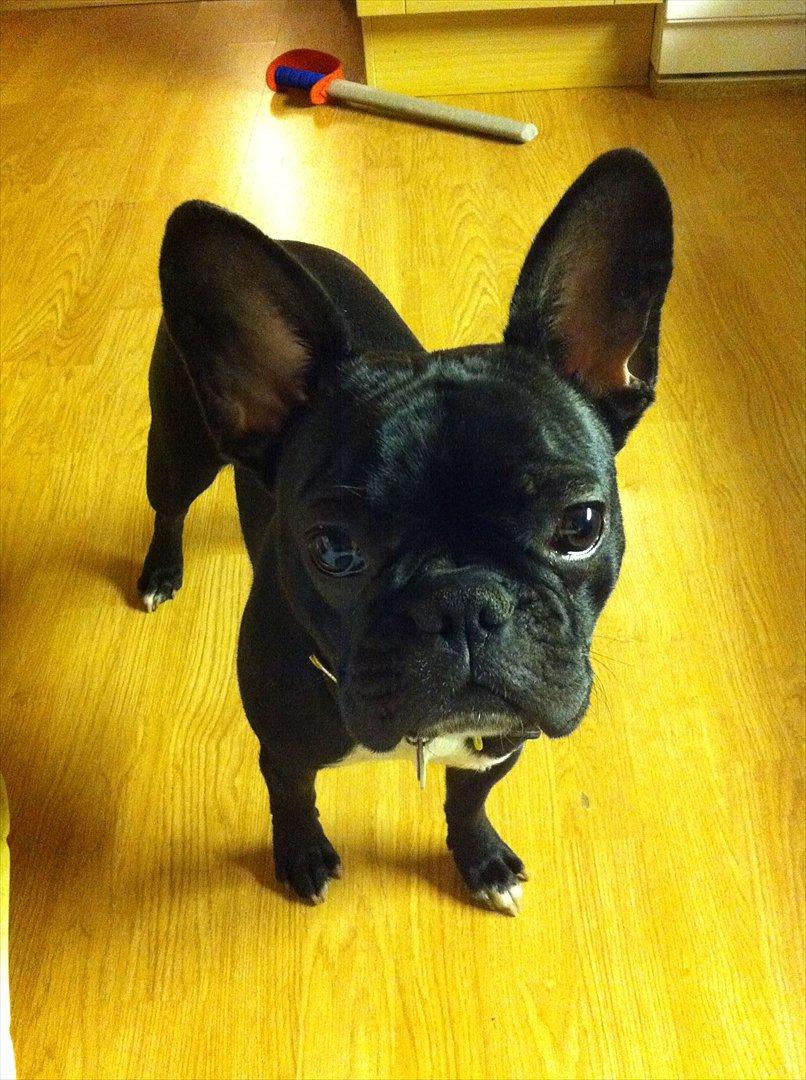 Fransk bulldog Bella billede 19