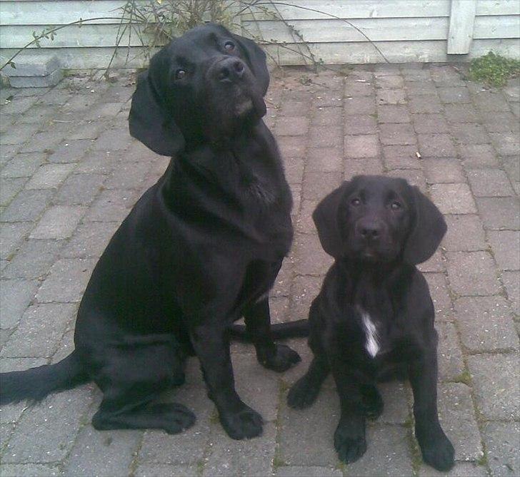 Labrador retriever Basse  billede 14