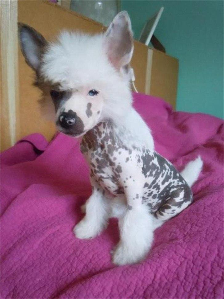 Chinese crested hårløs Stuart billede 1