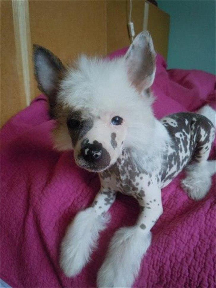 Chinese crested hårløs Stuart billede 2