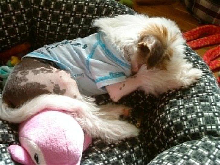 Chinese crested hårløs Stuart billede 3