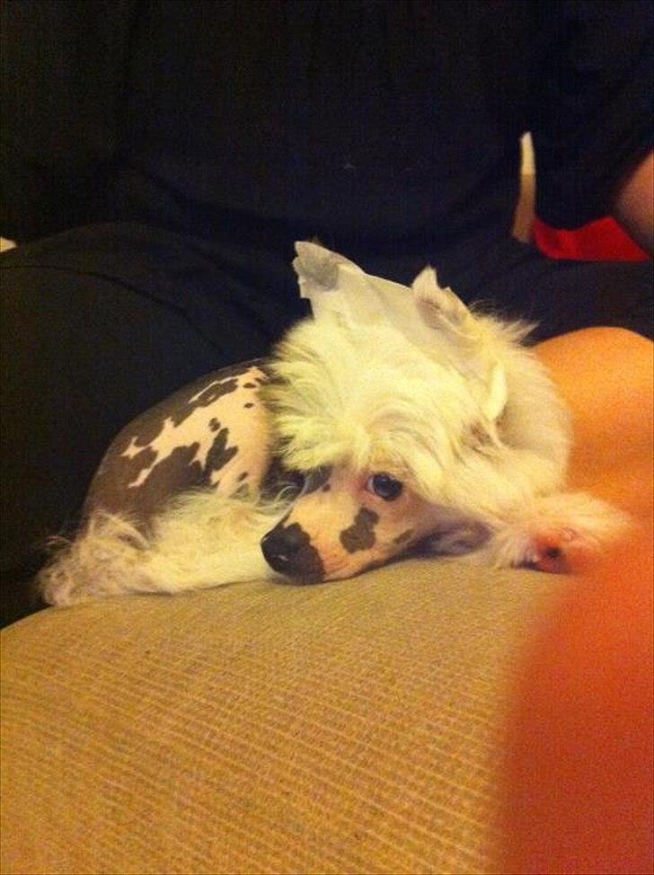 Chinese crested hårløs Stuart billede 4