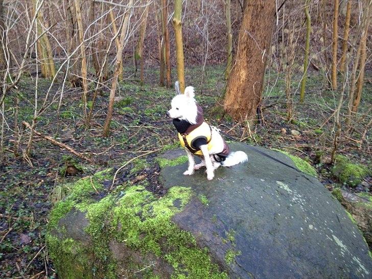 Chinese crested hårløs Stuart billede 5