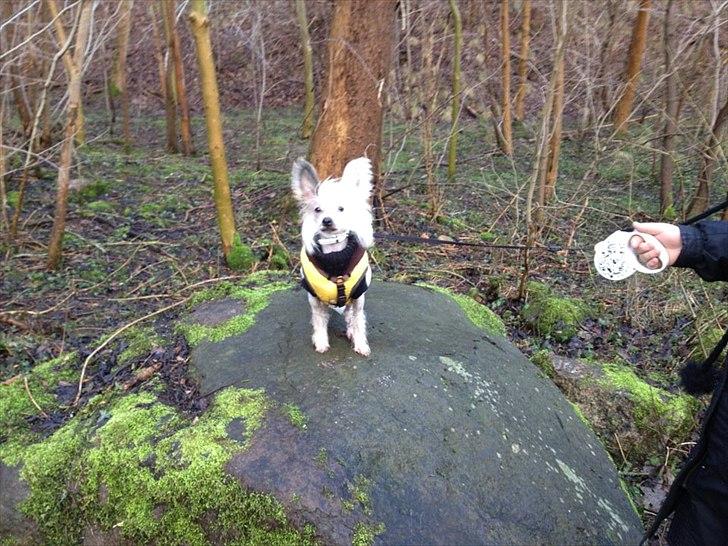 Chinese crested hårløs Stuart billede 6