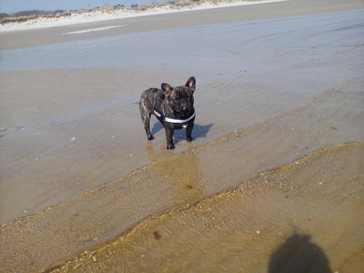 Fransk bulldog Rex billede 9