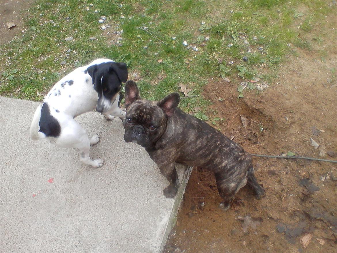 Fransk bulldog Rex billede 10