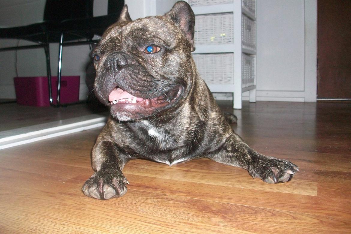 Fransk bulldog Rex billede 8