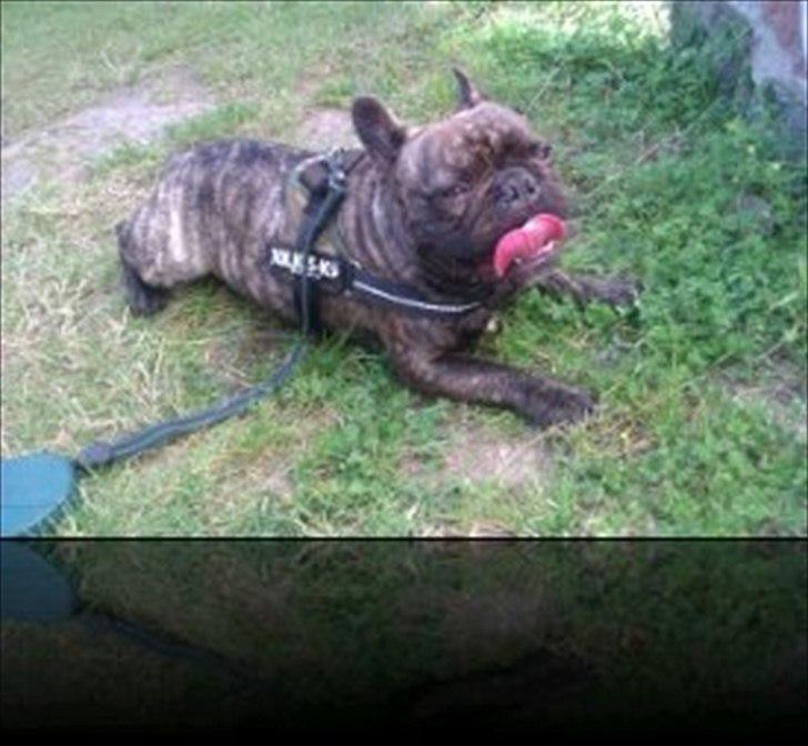 Fransk bulldog Rex billede 1