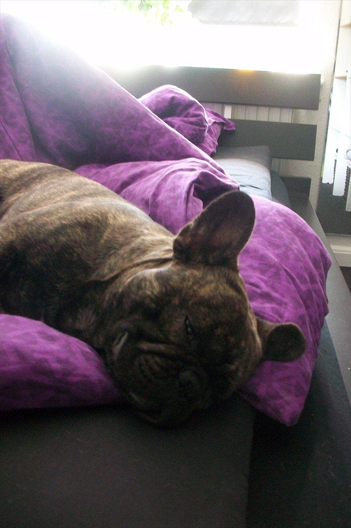 Fransk bulldog Rex billede 4