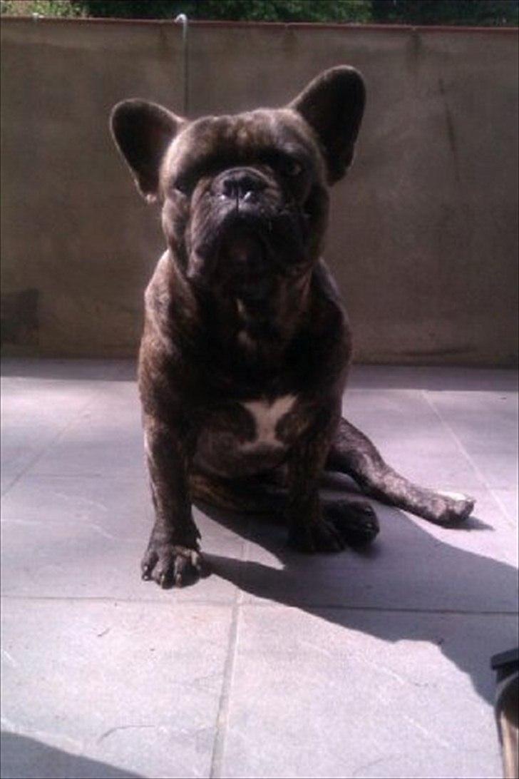 Fransk bulldog Rex billede 18