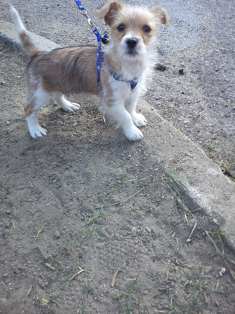 Blanding af racer Thierry Henry billede 3