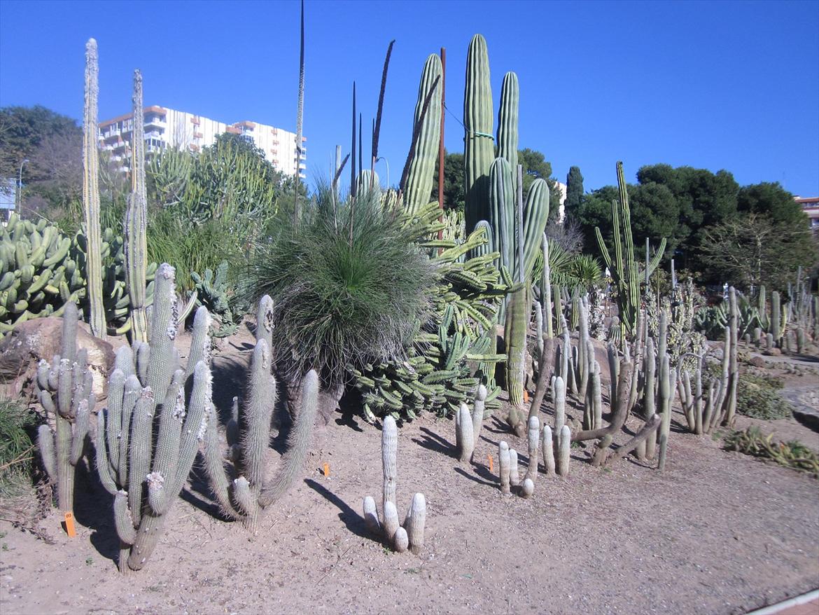 Blanding af racer Thierry Henry billede 4