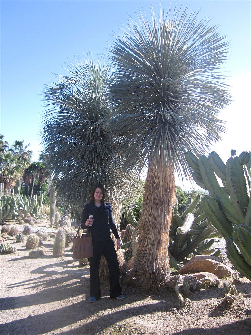 Blanding af racer Thierry Henry billede 6