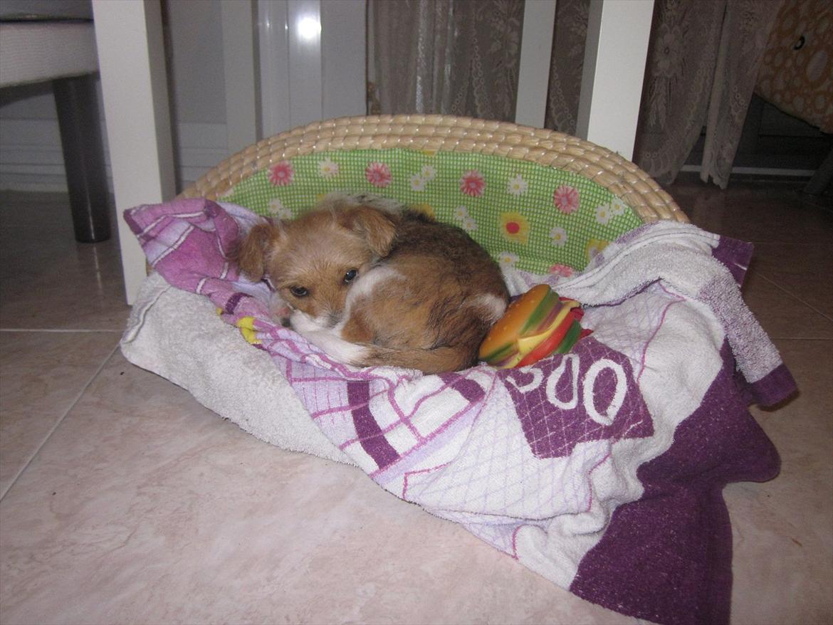 Blanding af racer Thierry Henry billede 7