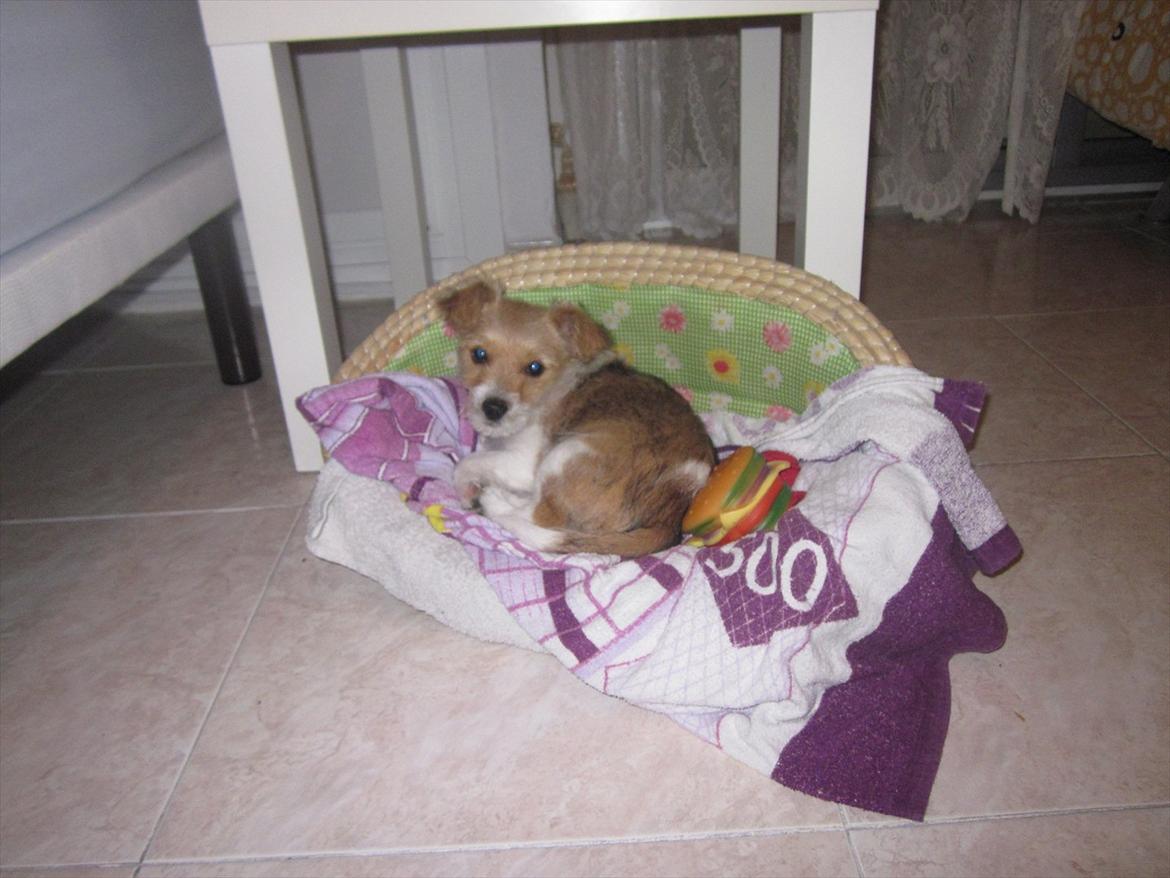 Blanding af racer Thierry Henry billede 8