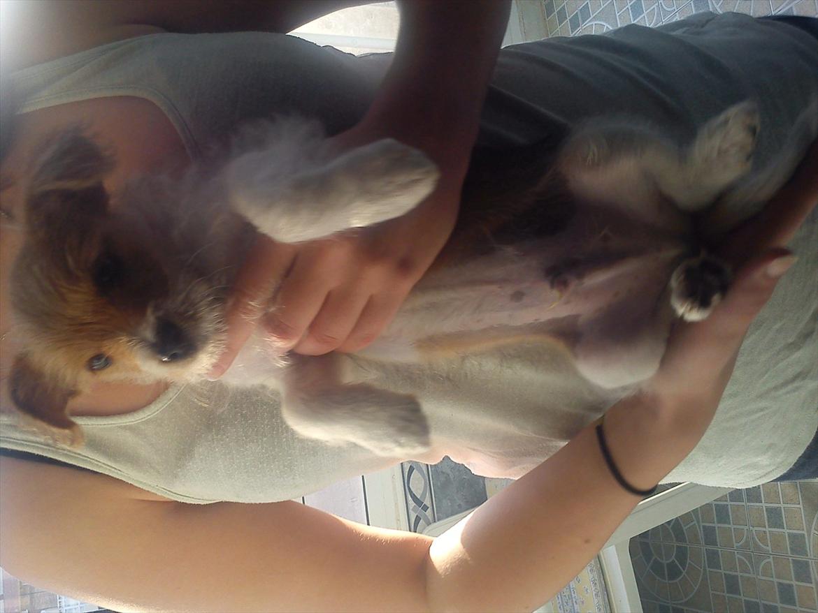 Blanding af racer Thierry Henry billede 10