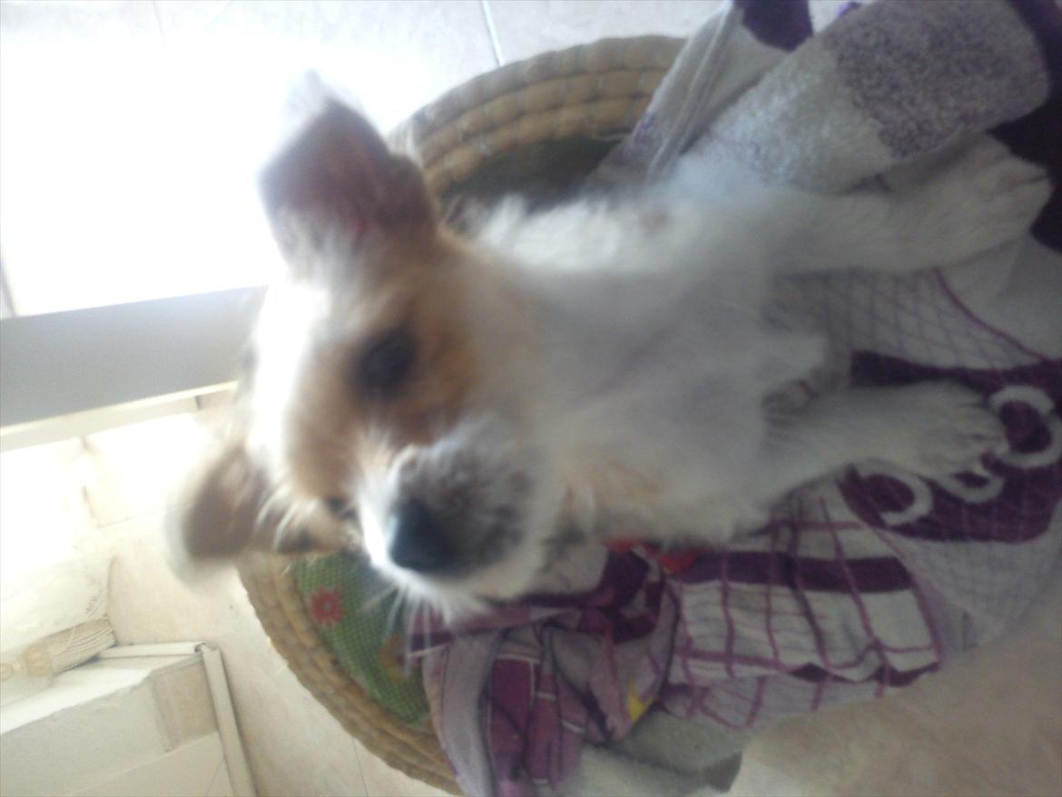 Blanding af racer Thierry Henry billede 11