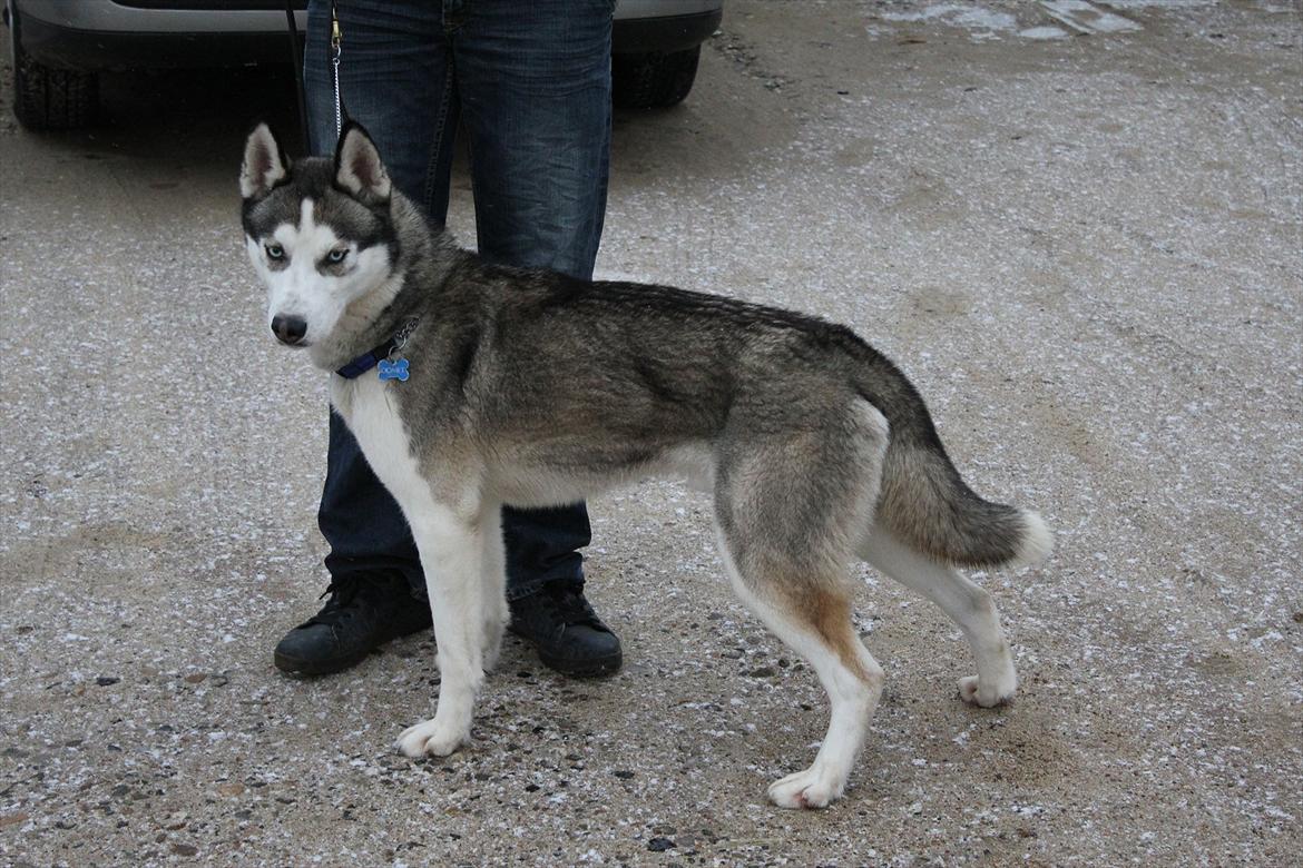 Siberian husky Qomet - 1 år gammel billede 1