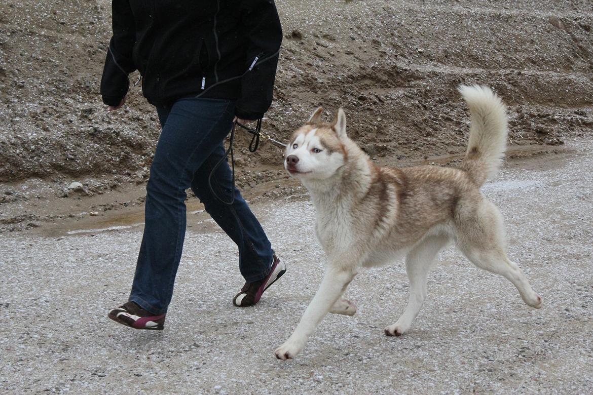 Siberian husky Pocus - 2 år gammel billede 1