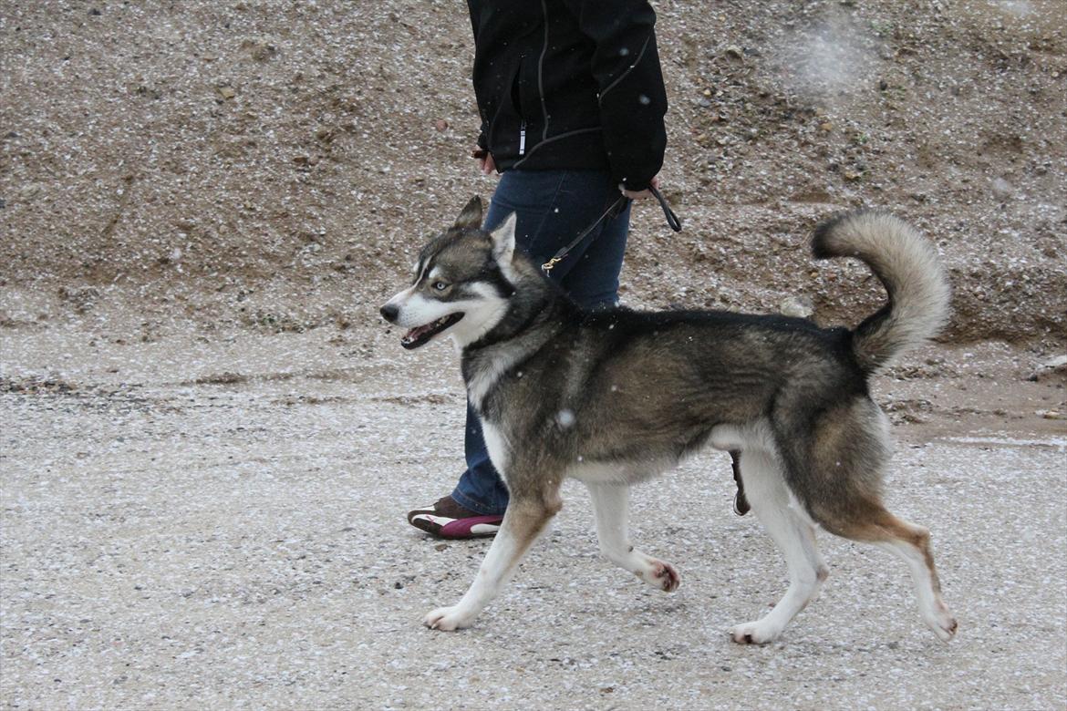 Siberian husky Haicko - 2½ år gammel billede 2