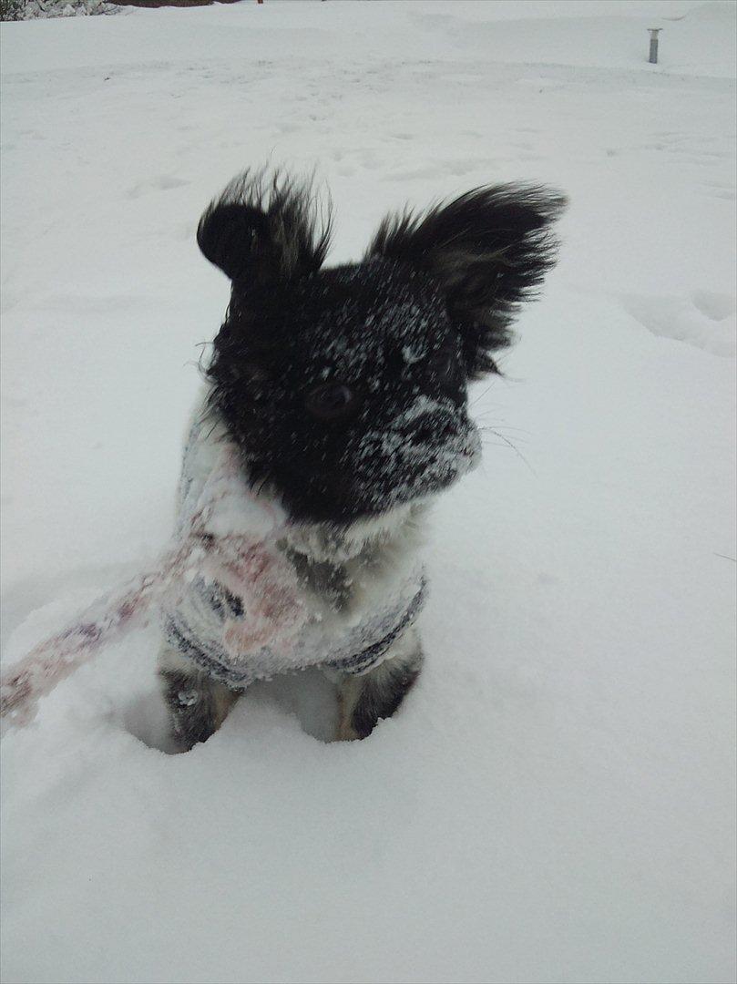 Blanding af racer Bebe - Bebe's første vinter :-) Med hendes lille finde dragt på :I billede 6