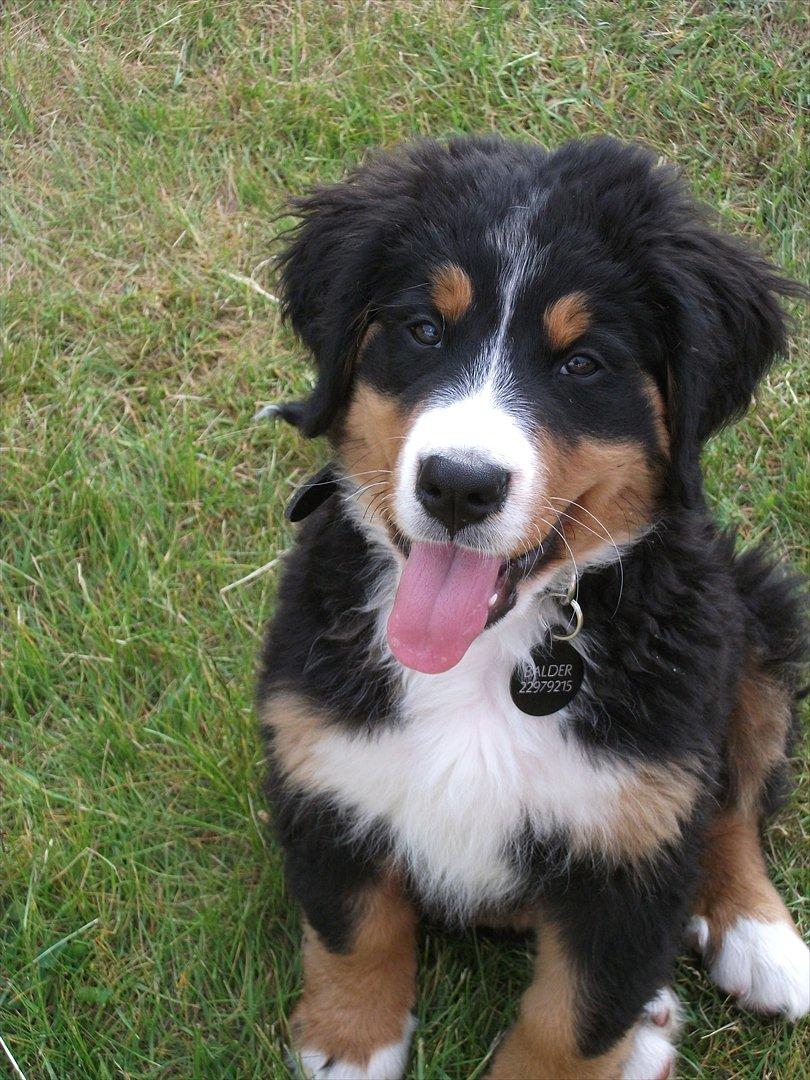 Berner sennenhund Balder billede 1