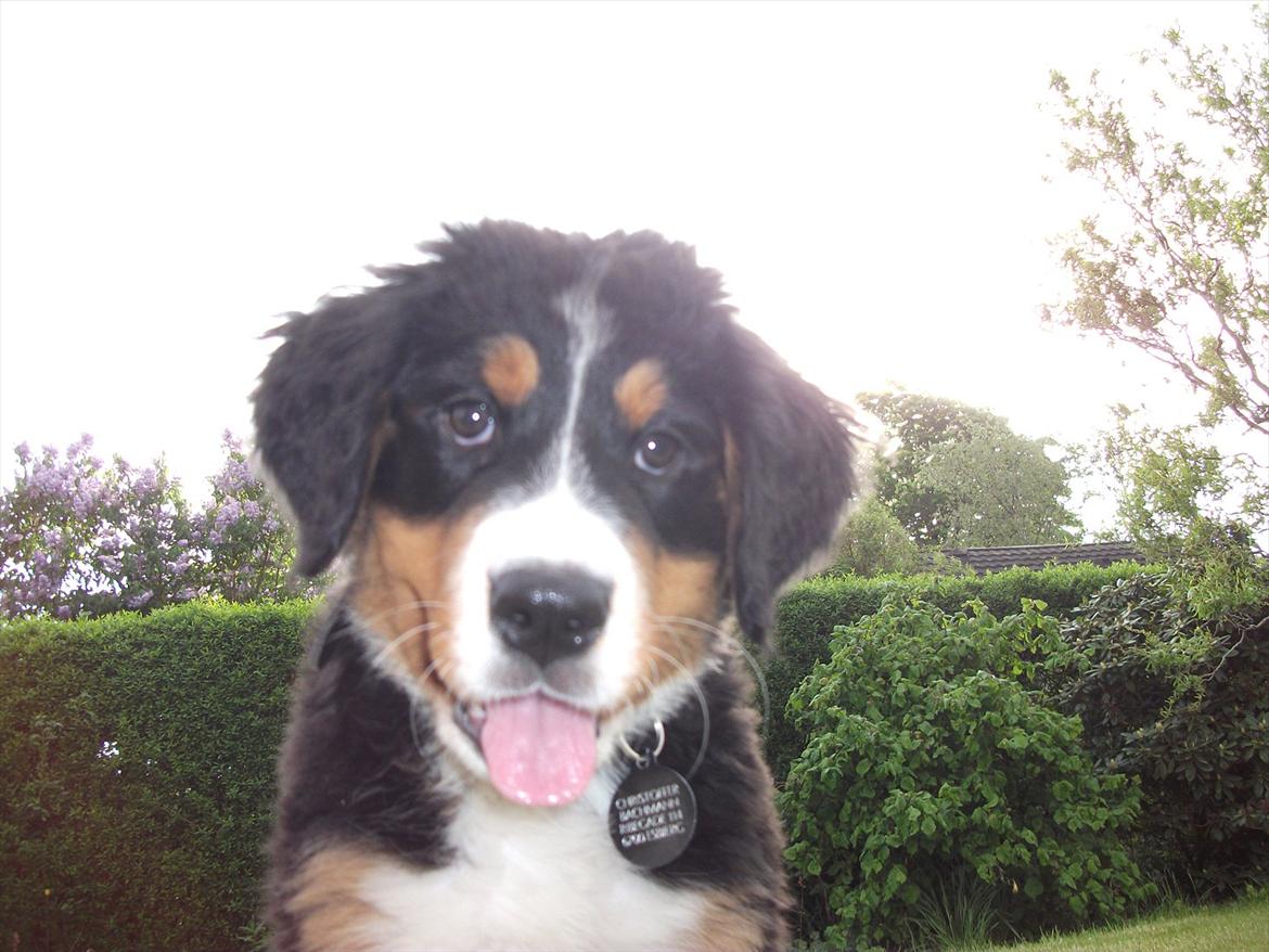 Berner sennenhund Balder billede 2