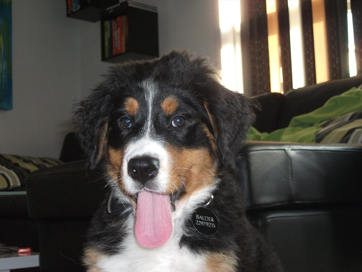 Berner sennenhund Balder billede 3