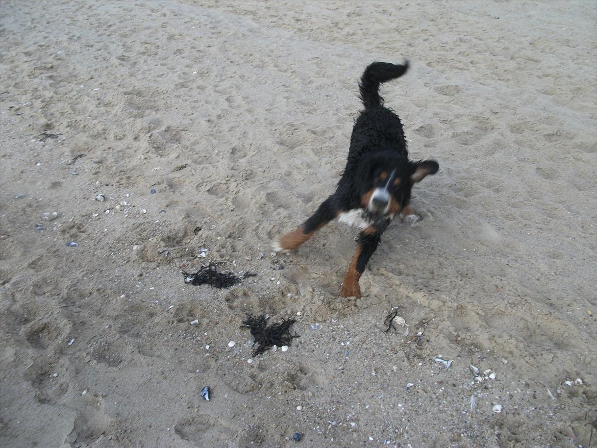 Berner sennenhund Balder billede 4