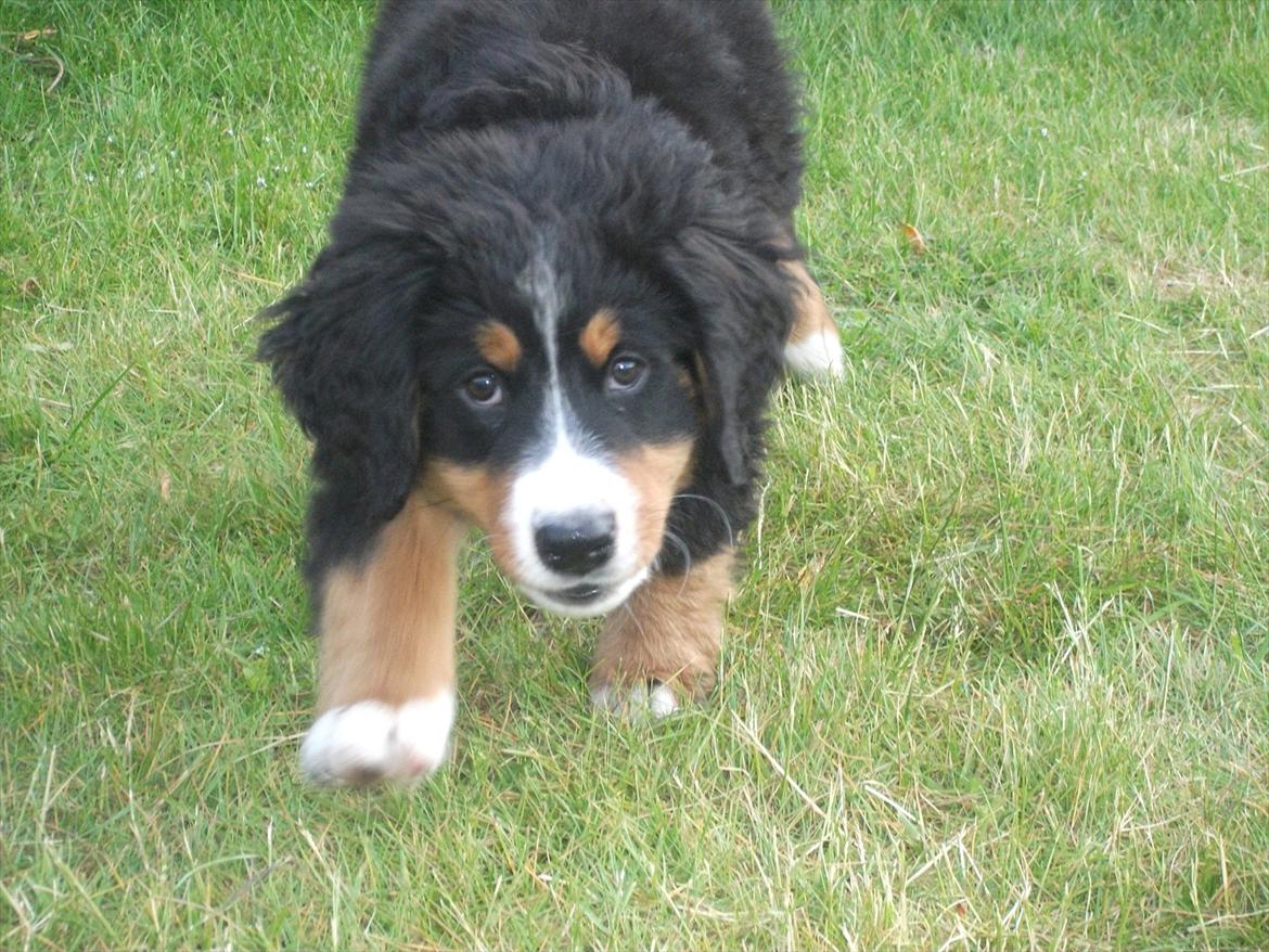 Berner sennenhund Balder billede 5