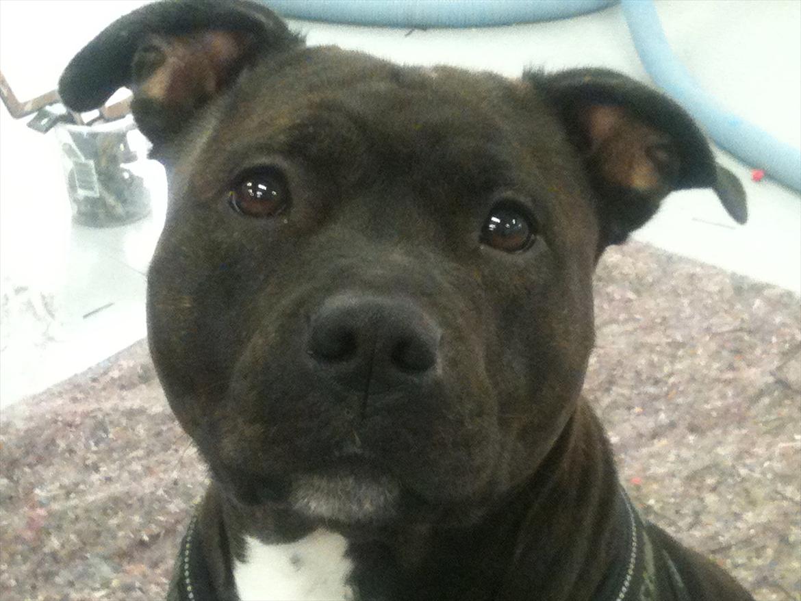 Staffordshire bull terrier Lisa billede 1
