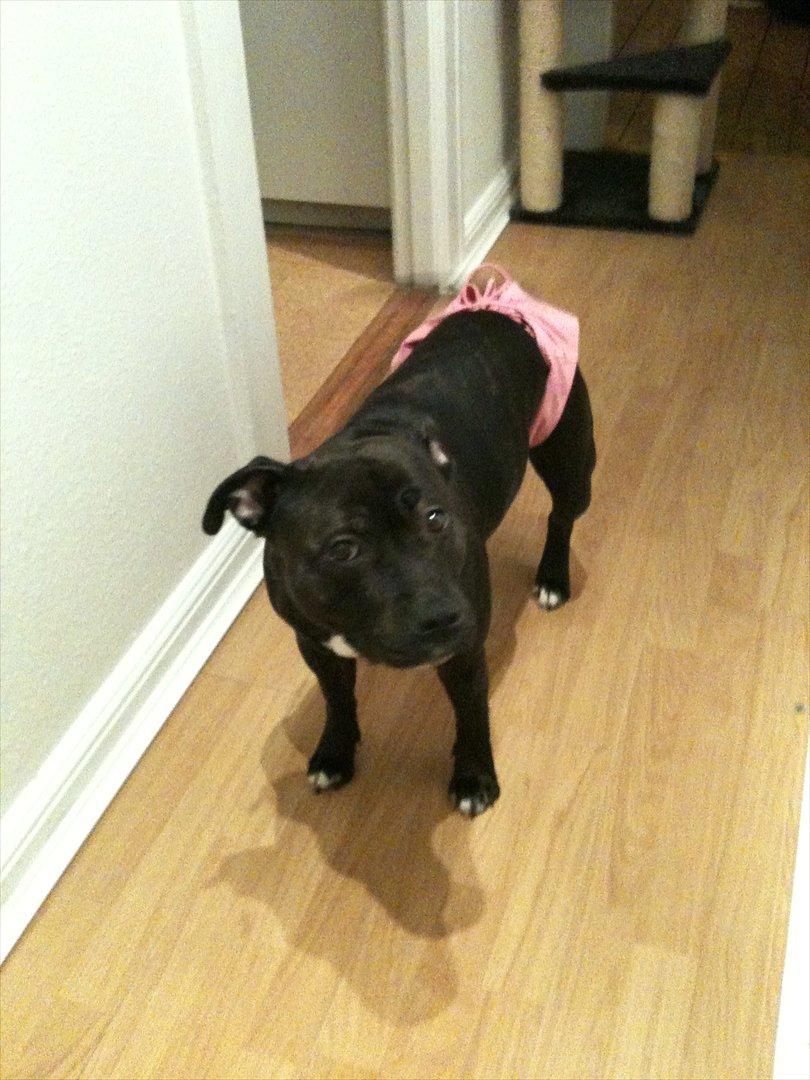 Staffordshire bull terrier Lisa billede 4
