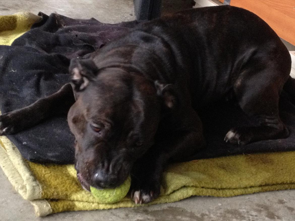 Staffordshire bull terrier Lisa billede 2