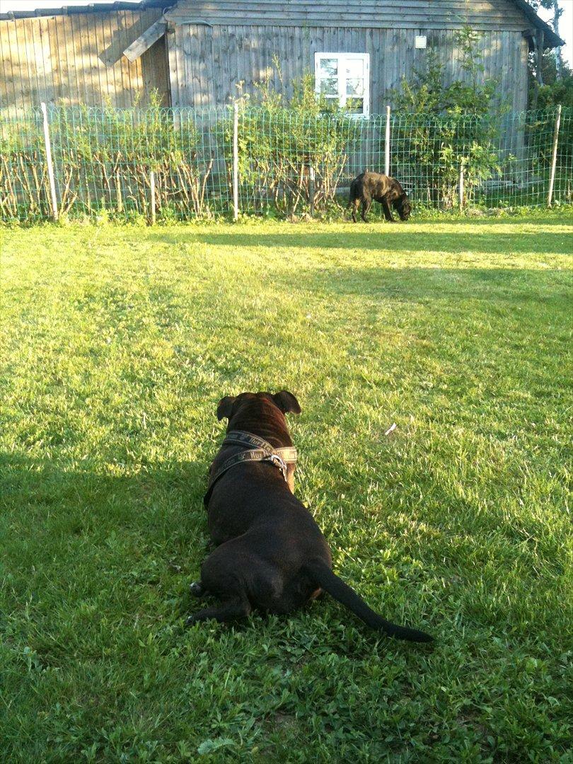 Staffordshire bull terrier Lisa billede 6