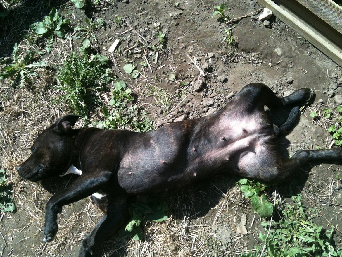 Staffordshire bull terrier Lisa - sommer 2011 billede 5