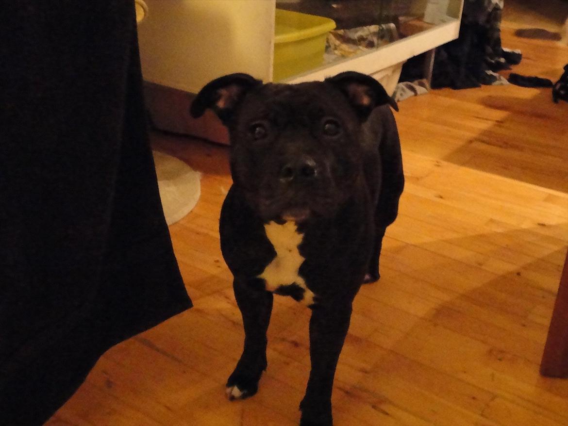Staffordshire bull terrier Lisa billede 3