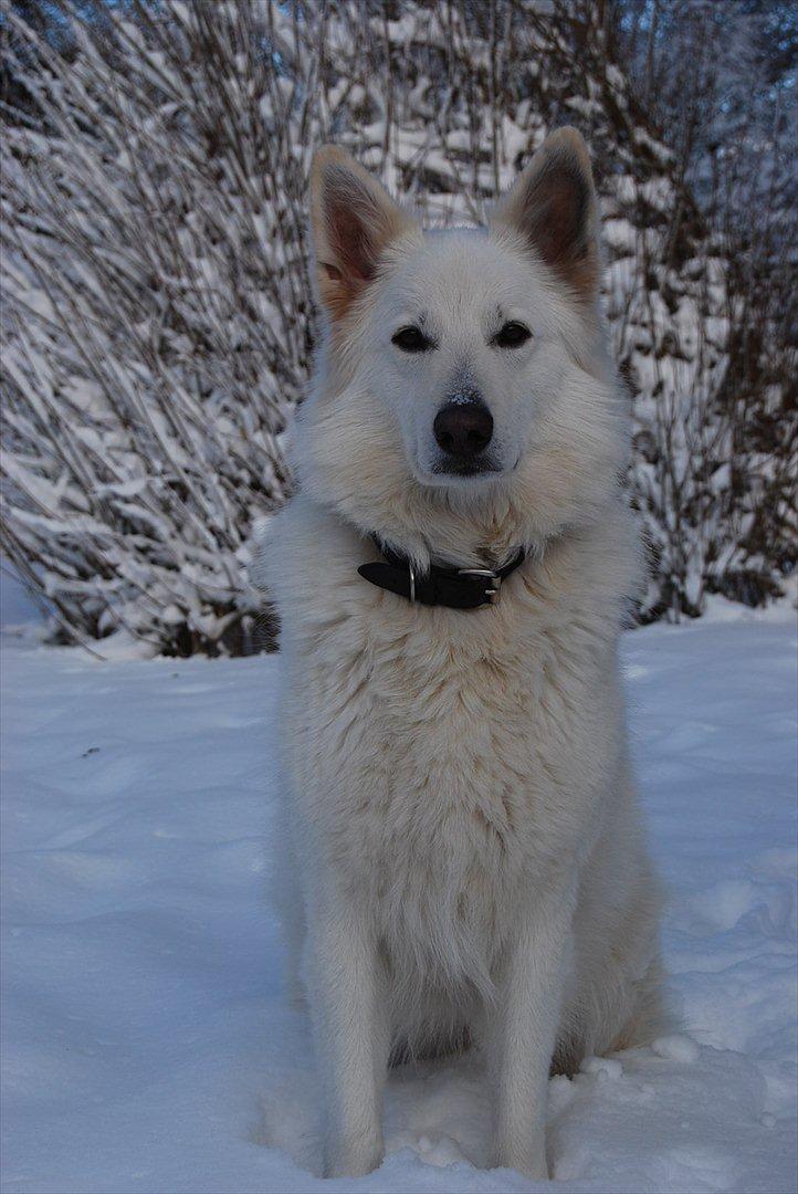 Hvid Schweizisk Hyrdehund Oscar (Himmelhund) - Oscar i sne..  billede 18