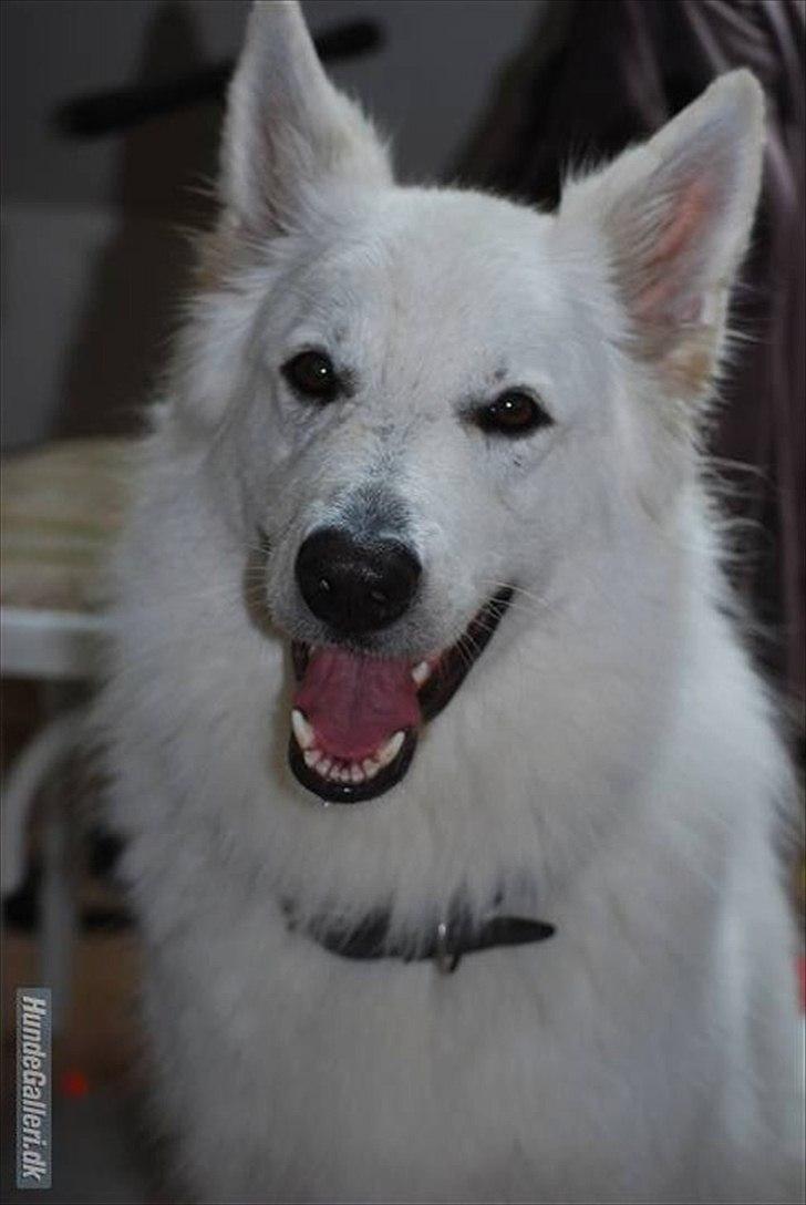 Hvid Schweizisk Hyrdehund Oscar (Himmelhund) - Hvil i fred . billede 20