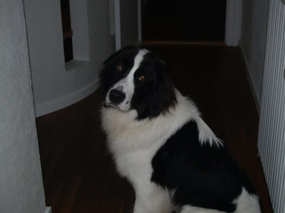 Landseer Gaia billede 16