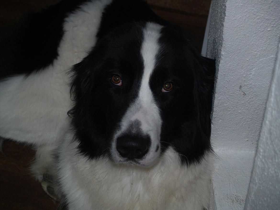 Landseer Gaia billede 17