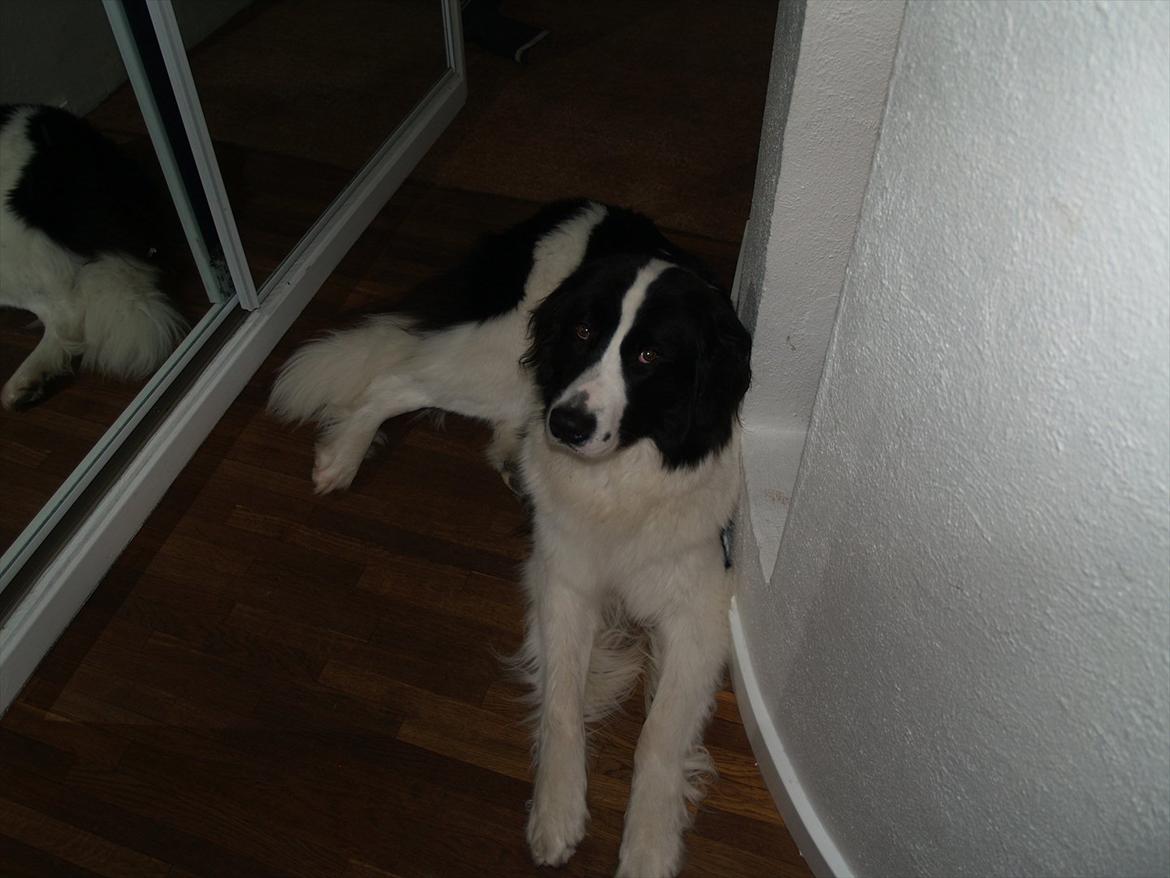 Landseer Gaia billede 18